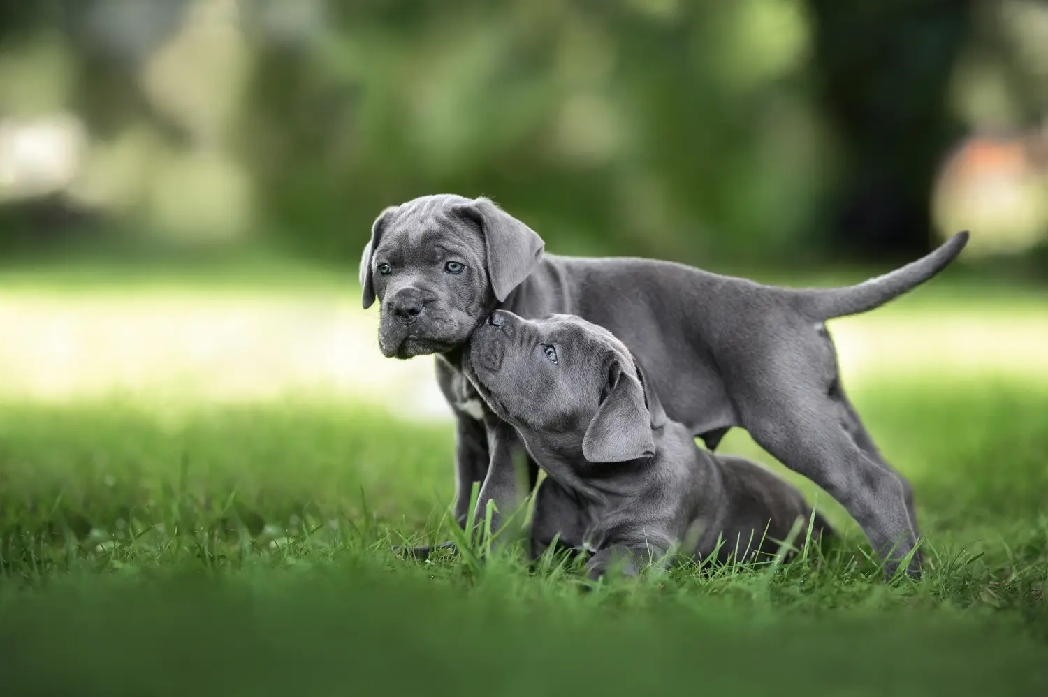 Een Cane Corso Italiano puppy kopen betekent verantwoordelijkheid nemen! Cane Corso Italiano puppy kopen.