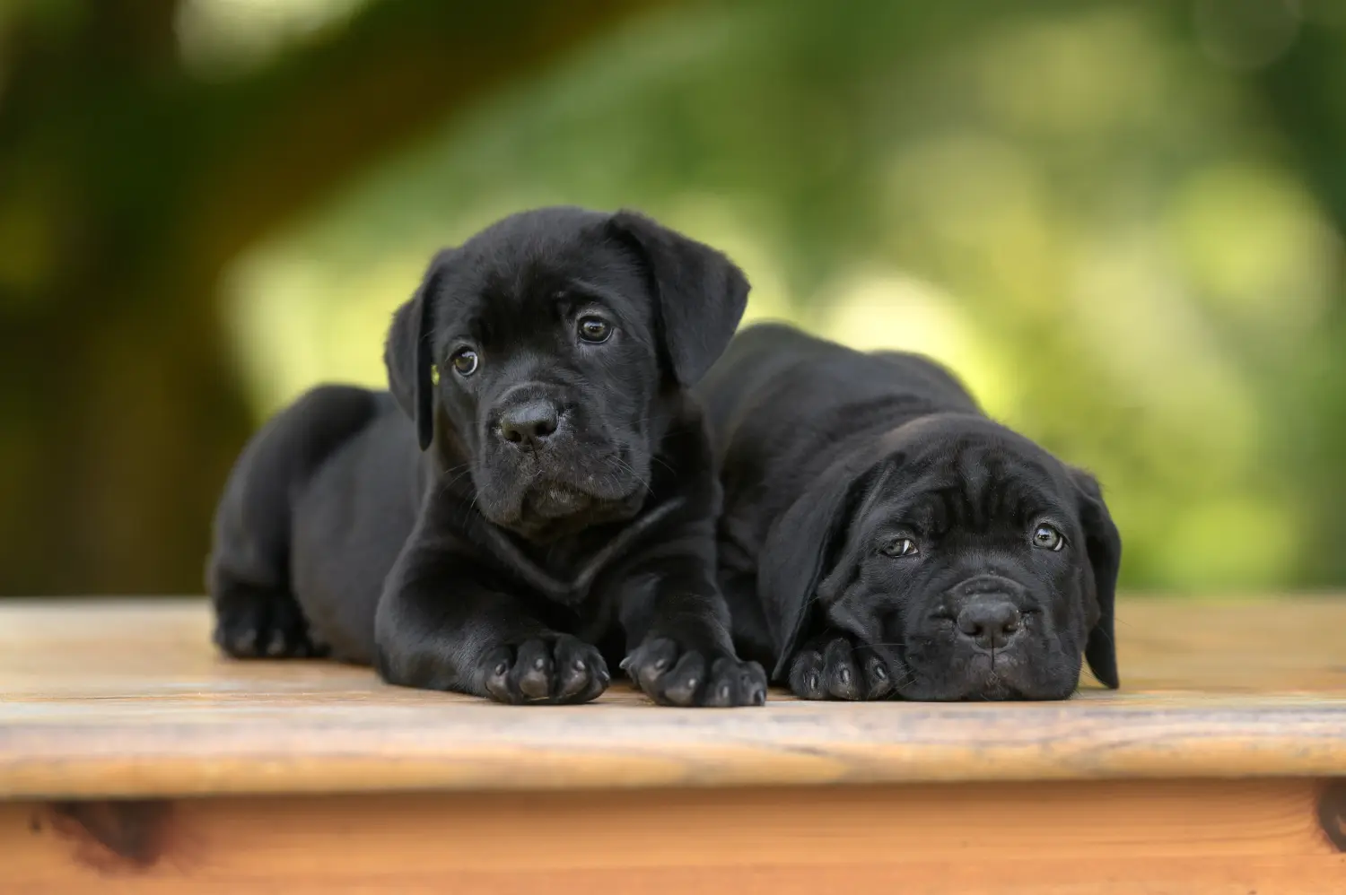 Een Cane Corso Italiano puppy kopen betekent verantwoordelijkheid nemen! Cane Corso Italiano puppy kopen.