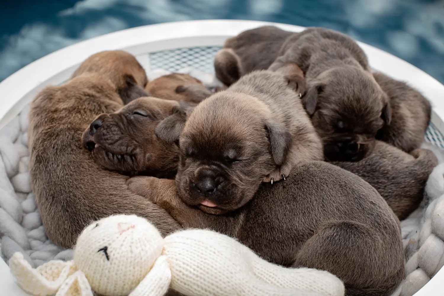 Een Cane Corso Italiano puppy kopen betekent verantwoordelijkheid nemen! Cane Corso Italiano puppy kopen.