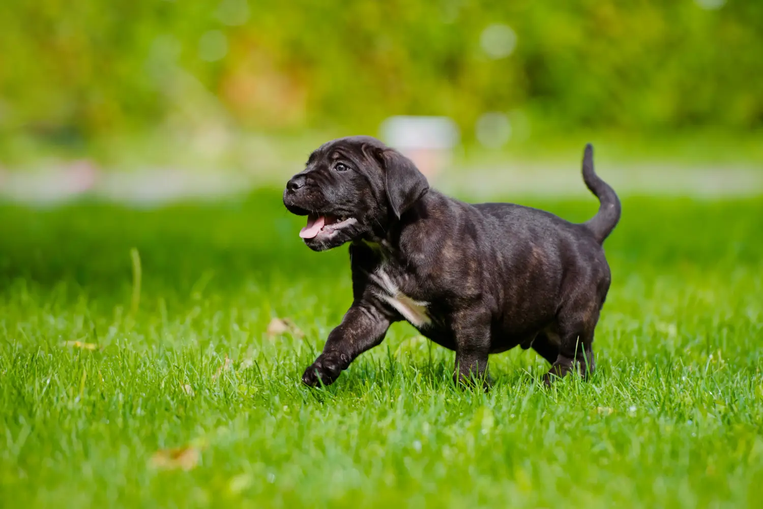 Een Cane Corso Italiano puppy kopen betekent verantwoordelijkheid nemen! Cane Corso Italiano puppy kopen.