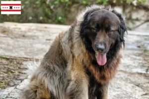 Lees meer over het artikel Cão Da Serra Da Estrela fokkers en pups in Drenthe