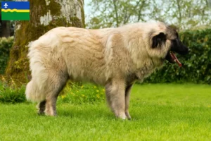 Lees meer over het artikel Cão Da Serra Da Estrela fokkers en puppies in Flevoland
