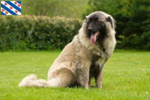 Lees meer over het artikel Cão Da Serra Da Estrela fokkers en pups in Friesland