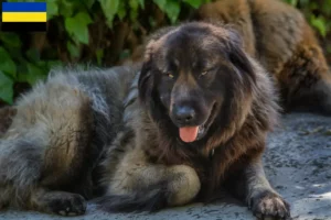 Lees meer over het artikel Cão Da Serra Da Estrela fokkers en pups in Gelderland