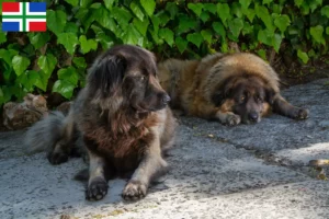 Lees meer over het artikel Cão Da Serra Da Estrela fokkers en pups in Groningen