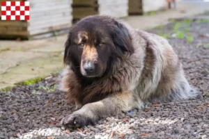 Lees meer over het artikel Cão Da Serra Da Estrela fokkers en pups in Noord-Brabant