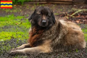 Lees meer over het artikel Cão Da Serra Da Estrela fokkers en pups in Overijssel