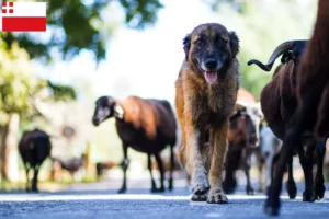 Lees meer over het artikel Cão Da Serra Da Estrela fokkers en pups in Utrecht