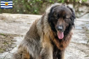 Lees meer over het artikel Cão Da Serra Da Estrela fokkers en pups in Zeeland