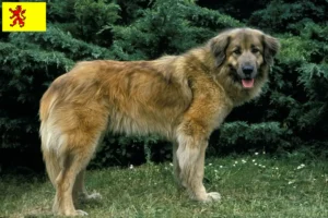 Lees meer over het artikel Cão Da Serra Da Estrela fokkers en pups in Zuid-Holland