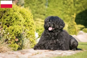 Lees meer over het artikel Cão de Agua português fokkers en puppies in Polen