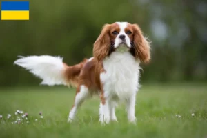 Lees meer over het artikel Cavalier King Charles Spaniël fokkers en puppies in Oekraïne