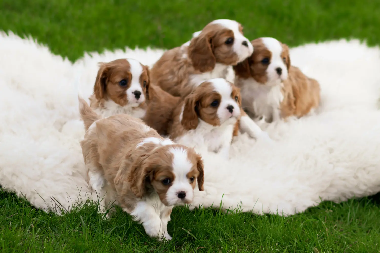 Een Cavalier King Charles Spaniel puppy kopen betekent verantwoordelijkheid nemen! Cavalier King Charles Spaniel puppy's kopen.
