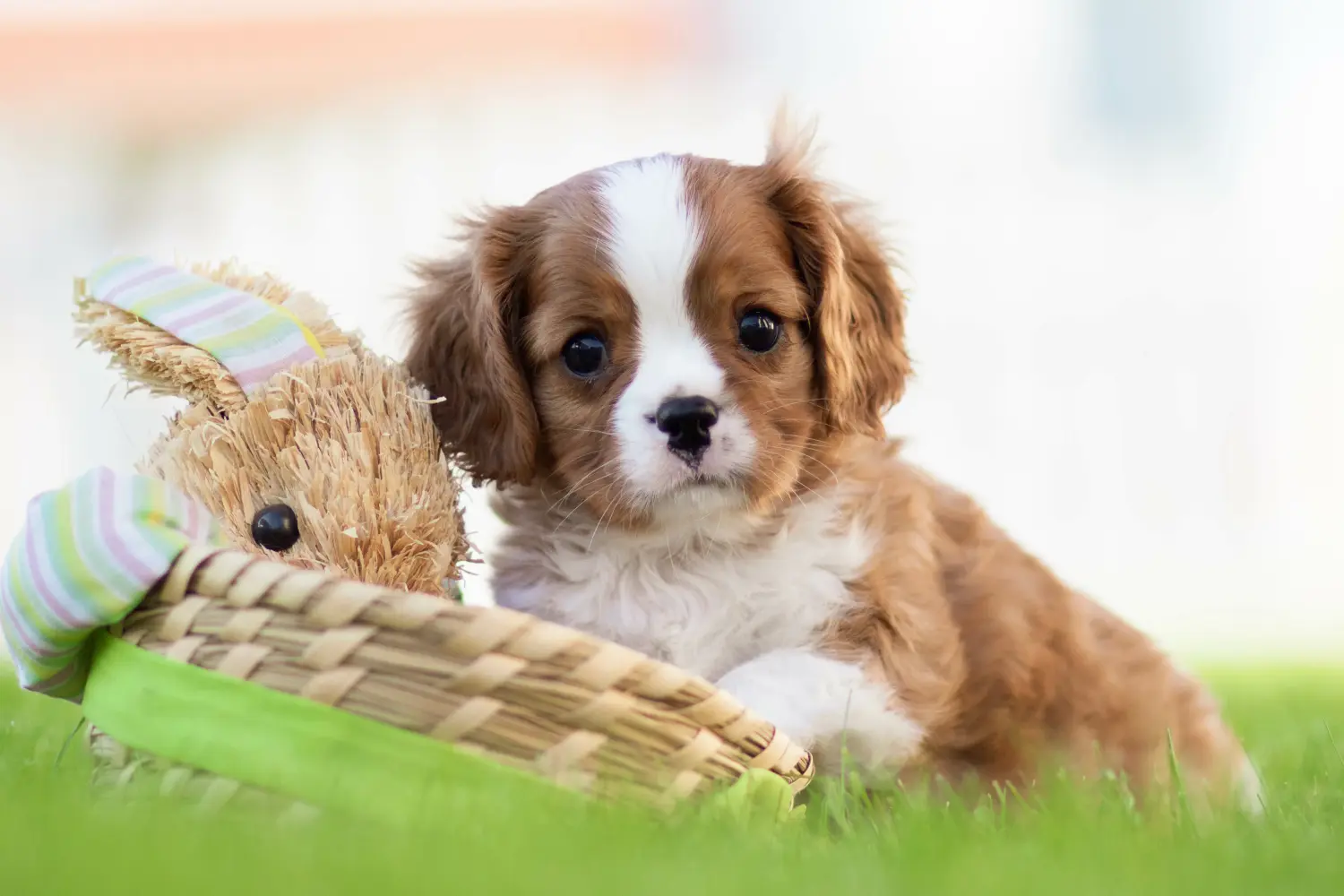 Een Cavalier King Charles Spaniel puppy kopen betekent verantwoordelijkheid nemen! Cavalier King Charles Spaniel puppy's kopen.
