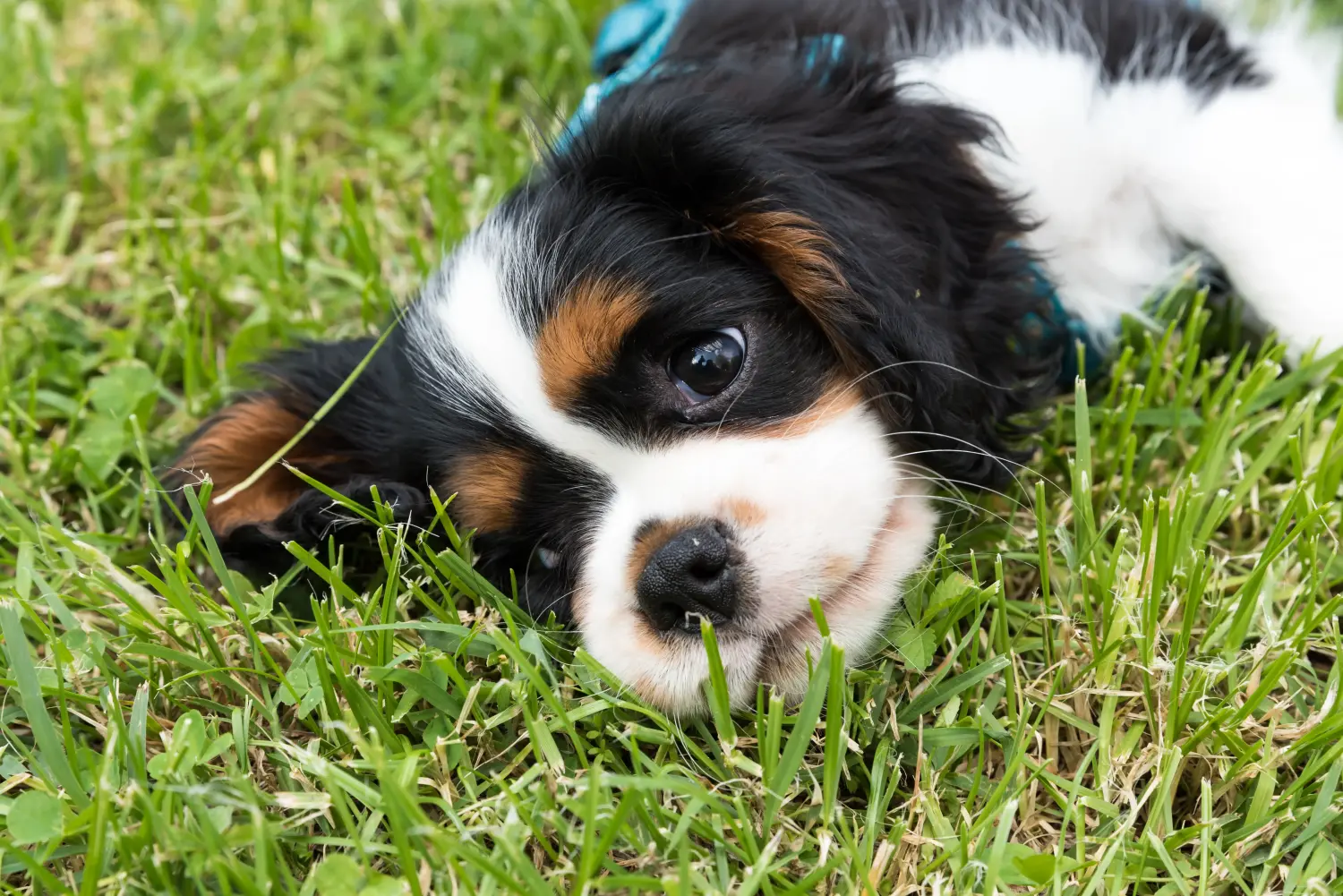 Een Cavalier King Charles Spaniel puppy kopen betekent verantwoordelijkheid nemen! Cavalier King Charles Spaniel puppy's kopen.