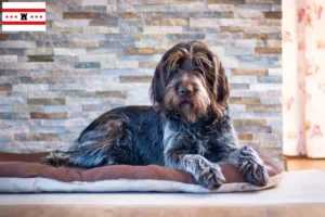 Lees meer over het artikel Český fousek fokkers en pups in Drenthe