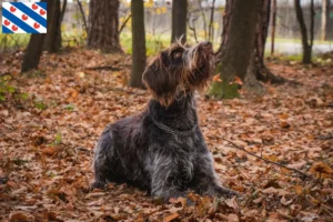 Lees meer over het artikel Český fousek fokkers en pups in Friesland