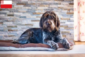 Lees meer over het artikel Český fousek fokkers en pups in Utrecht