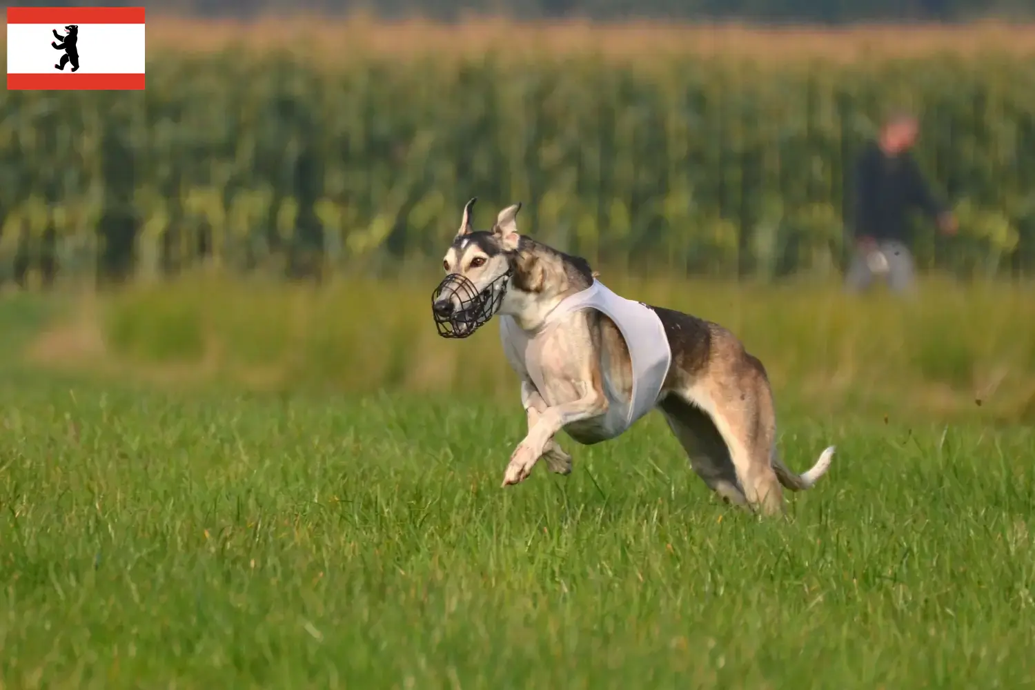 Lees meer over het artikel Chart Polski fokkers en puppies in Berlijn