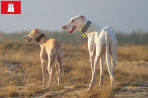 Lees meer over het artikel Chart Polski fokkers en pups in Hamburg