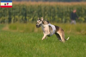 Lees meer over het artikel Chart Polski fokkers en pups in Mecklenburg-Vorpommern