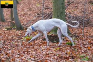 Lees meer over het artikel Chart Polski fokkers en pups in Saksen-Anhalt