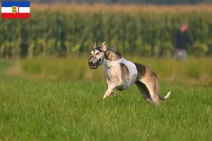 Lees meer over het artikel Chart Polski fokkers en pups in Sleeswijk-Holstein