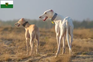 Lees meer over het artikel Chart Polski fokkers en pups in Saksen