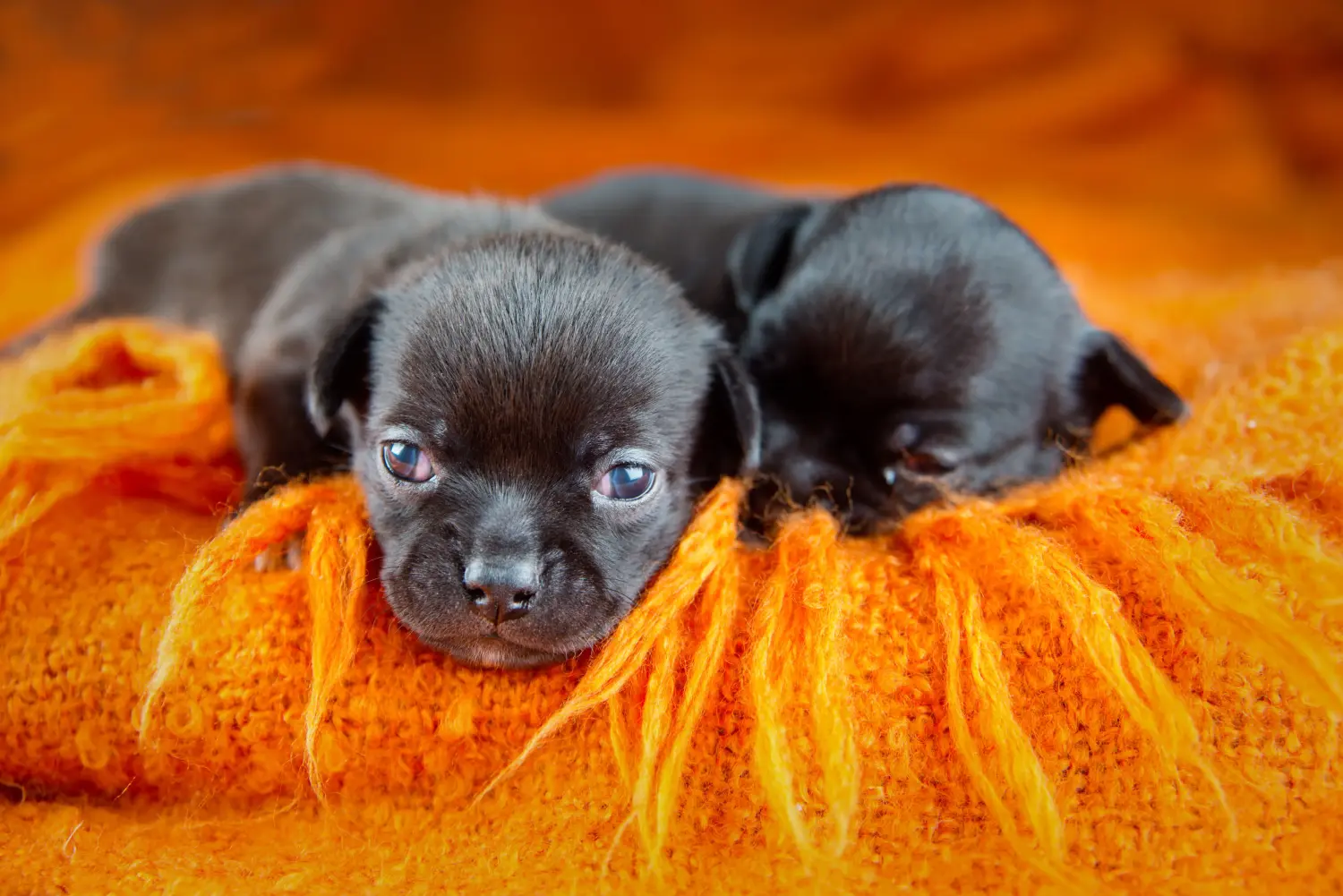 Een Chihuahua puppy kopen betekent verantwoordelijkheid nemen! Chihuahua puppy kopen.