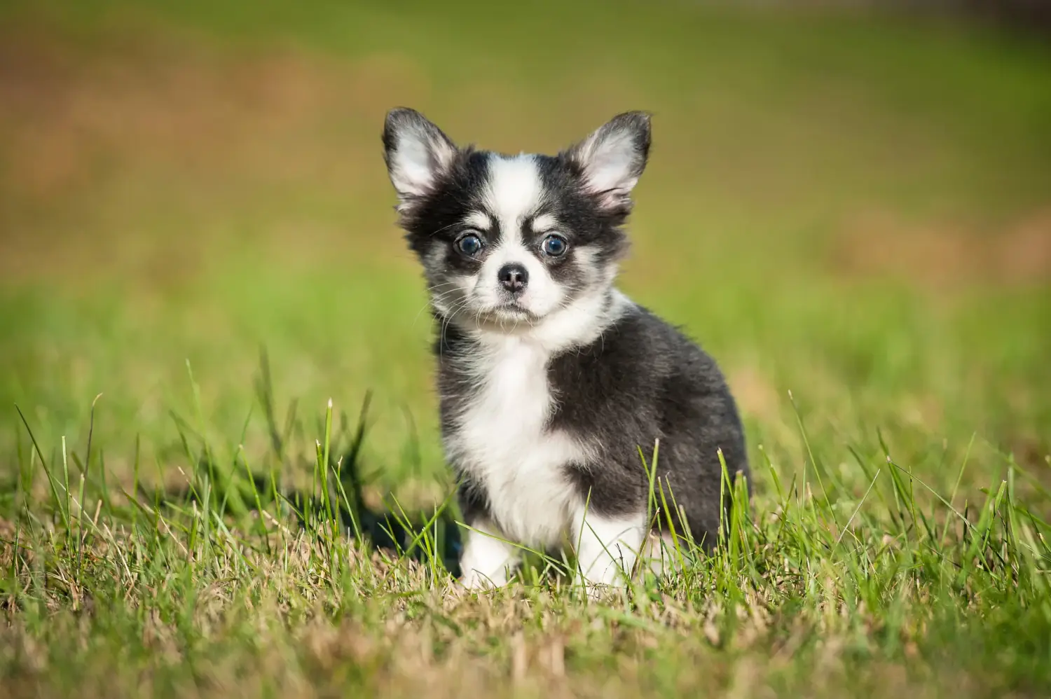 Een Chihuahua puppy kopen betekent verantwoordelijkheid nemen! Chihuahua puppy kopen.