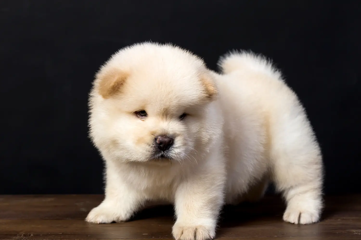 Een Chow Chow puppy kopen betekent verantwoordelijkheid nemen! Chow Chow puppy's kopen.