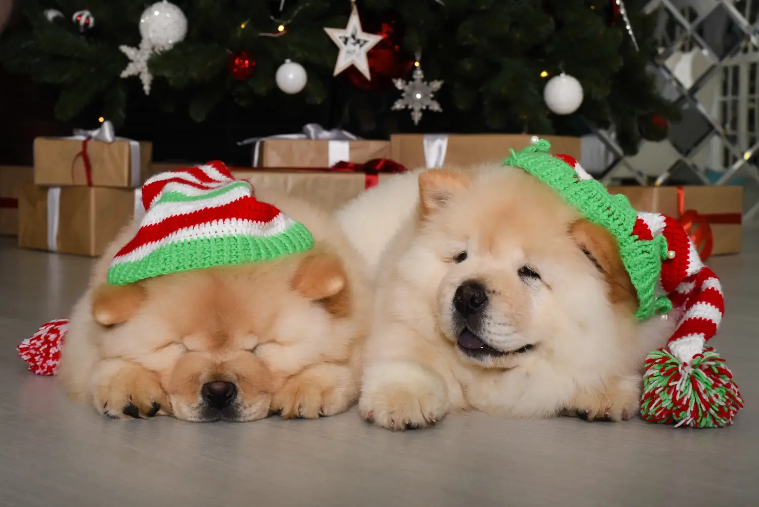 Een Chow Chow puppy kopen betekent verantwoordelijkheid nemen! Chow Chow puppy's kopen.
