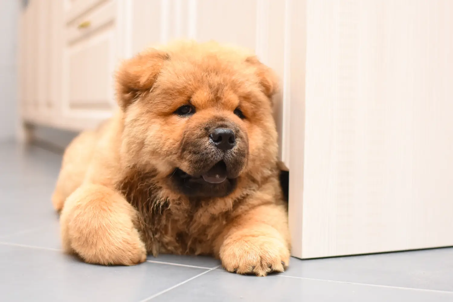 Een Chow Chow puppy kopen betekent verantwoordelijkheid nemen! Chow Chow puppy's kopen.