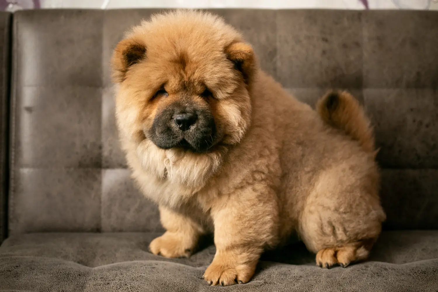 Een Chow Chow puppy kopen betekent verantwoordelijkheid nemen! Chow Chow puppy's kopen.