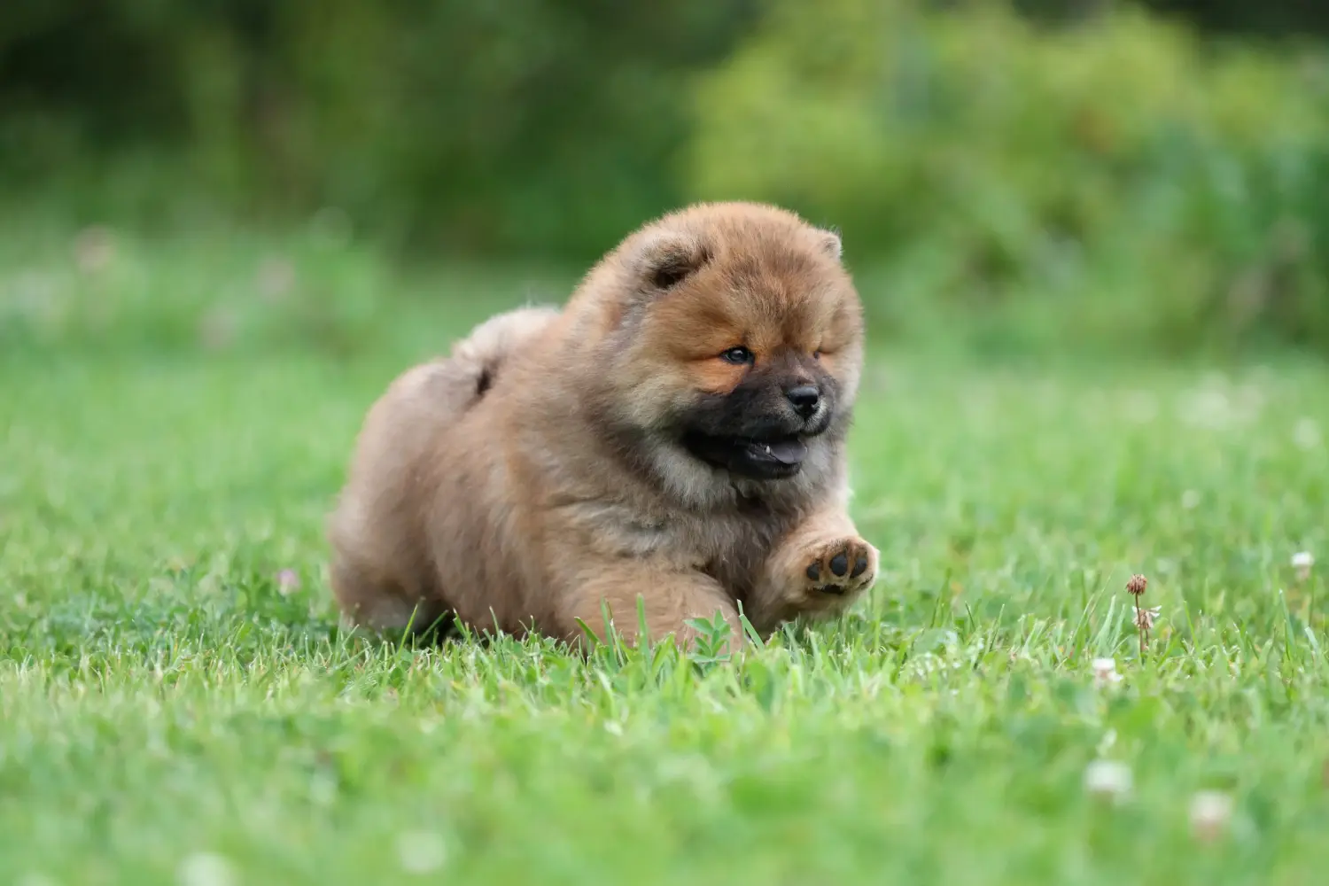 Een Chow Chow puppy kopen betekent verantwoordelijkheid nemen! Chow Chow puppy's kopen.