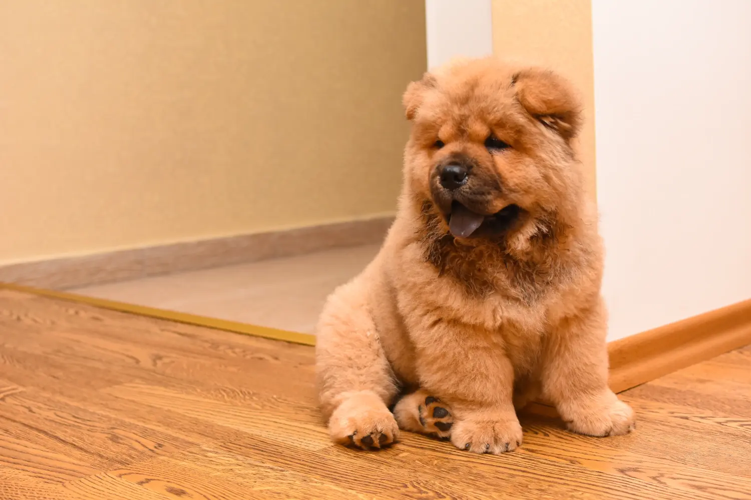 Een Chow Chow puppy kopen betekent verantwoordelijkheid nemen! Chow Chow puppy's kopen.