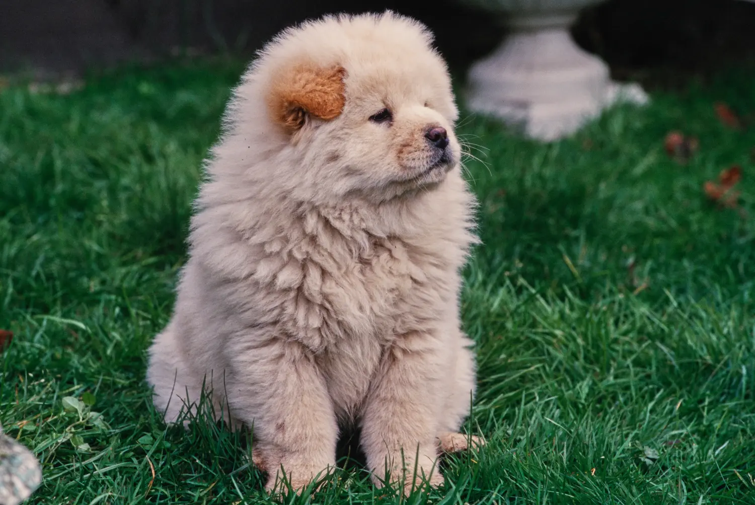Een Chow Chow puppy kopen betekent verantwoordelijkheid nemen! Chow Chow puppy's kopen.