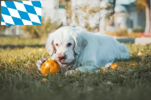 Lees meer over het artikel Clumber Spaniel fokkers en pups in Beieren
