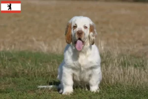 Lees meer over het artikel Clumber Spaniel fokkers en pups in Berlijn