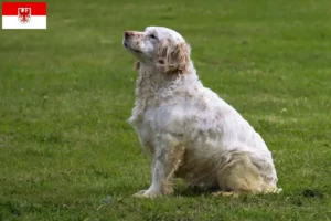 Lees meer over het artikel Clumber Spaniel fokkers en pups in Brandenburg