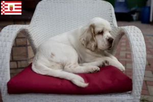 Lees meer over het artikel Clumber Spaniel fokkers en pups in Bremen
