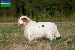 Lees meer over het artikel Clumber Spaniel fokkers en pups in Flevoland