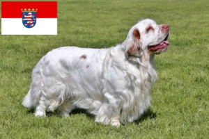 Lees meer over het artikel Clumber Spaniel fokkers en pups in Hessen