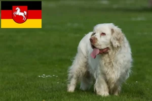 Lees meer over het artikel Clumber Spaniel fokkers en pups in Nedersaksen