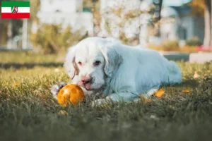Lees meer over het artikel Clumber Spaniel fokkers en pups in Noordrijn-Westfalen