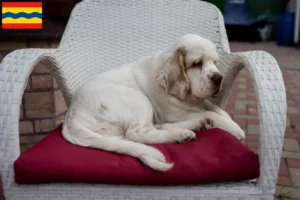 Lees meer over het artikel Clumber Spaniel fokkers en pups in Overijssel