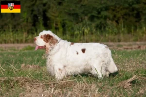 Lees meer over het artikel Clumber Spaniel fokkers en pups in Saarland