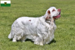 Lees meer over het artikel Clumber Spaniel fokkers en pups in Saksen