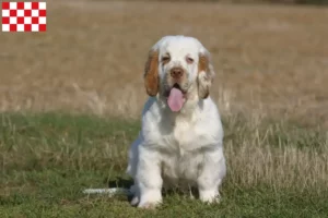 Lees meer over het artikel Clumber Spaniel fokkers en pups in Noord-Brabant