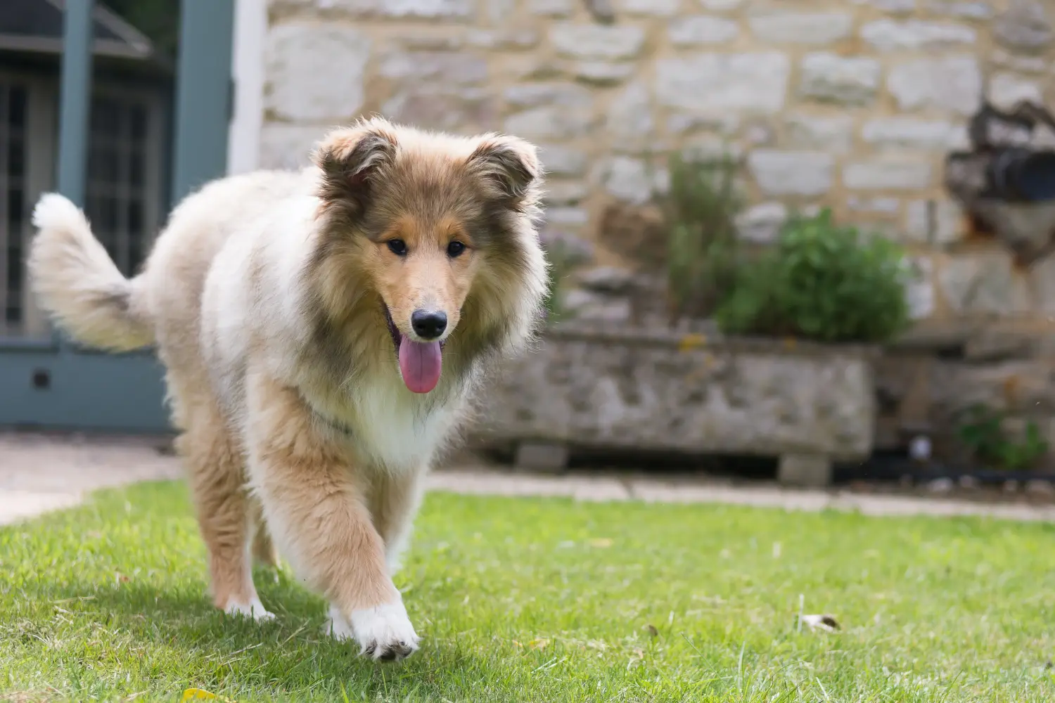 Een Collie puppy kopen betekent verantwoordelijkheid nemen! Collie puppy kopen.